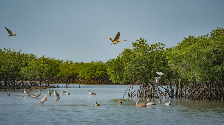 Tubli bay mangroves