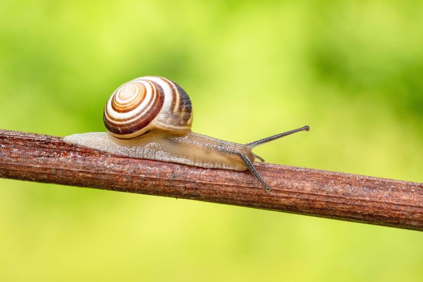 Invasive Giant African Land Snails Trigger Quarantine In Florida