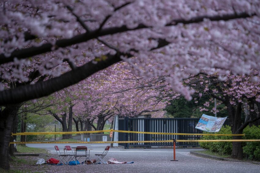 The 2026 Mount Fuji Cherry Blossom Festival has been cancelled due to overcrowding,tourism strain. 