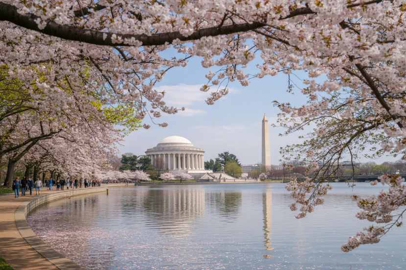 Spring Washington Step into a Dream: Why Washington, D.C.’s Cherry Blossom Festival is ...