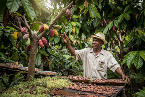 Stricter EU Organic Rules Slow Africa’s Cocoa Exports — Why Chocolate Trails Are Emerging as New Travel Experiences