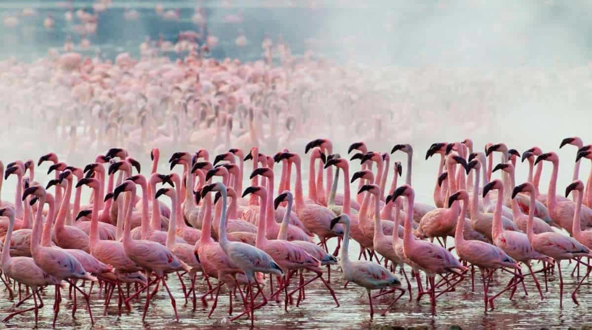 Scenic view of the thane creek flamingo sanctuary in mumbai where india's first AI-powered bird park is being established.
