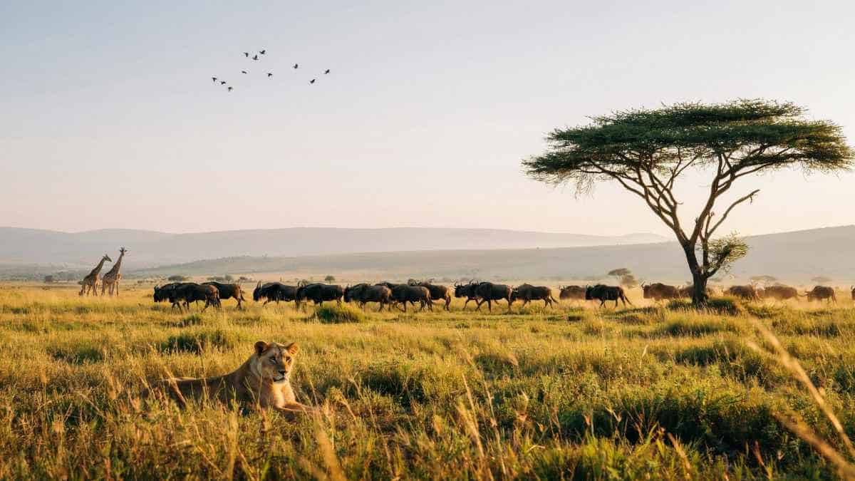 Srn - travel and tour world Serengeti, tanzania