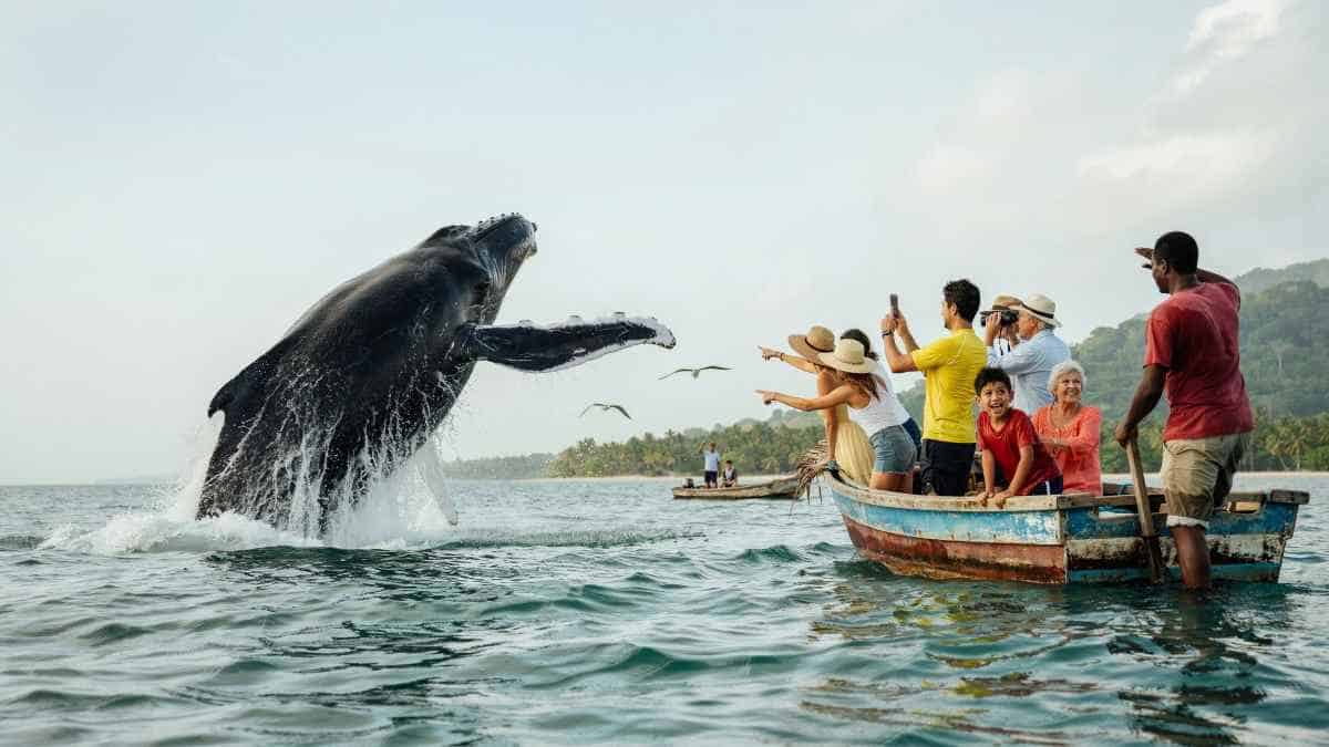 Madagascar tourism is tightening whale rules as sainte-marie and nosy be go ethical