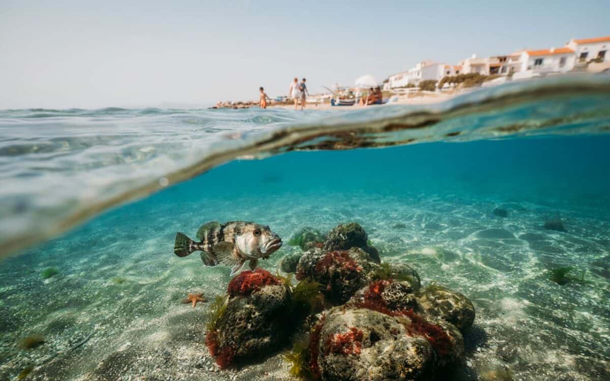 Silver-cheeked toadfish mediterranean