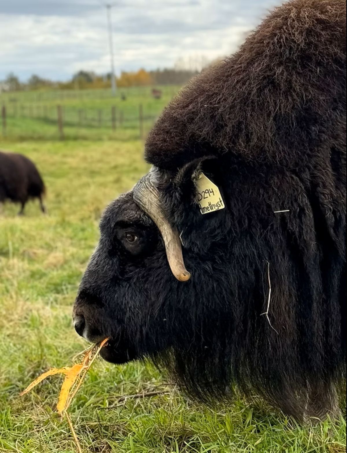 Alaska