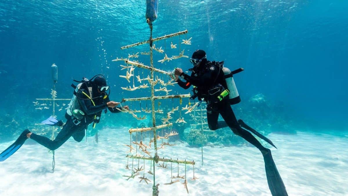 Source: bahamas tourism