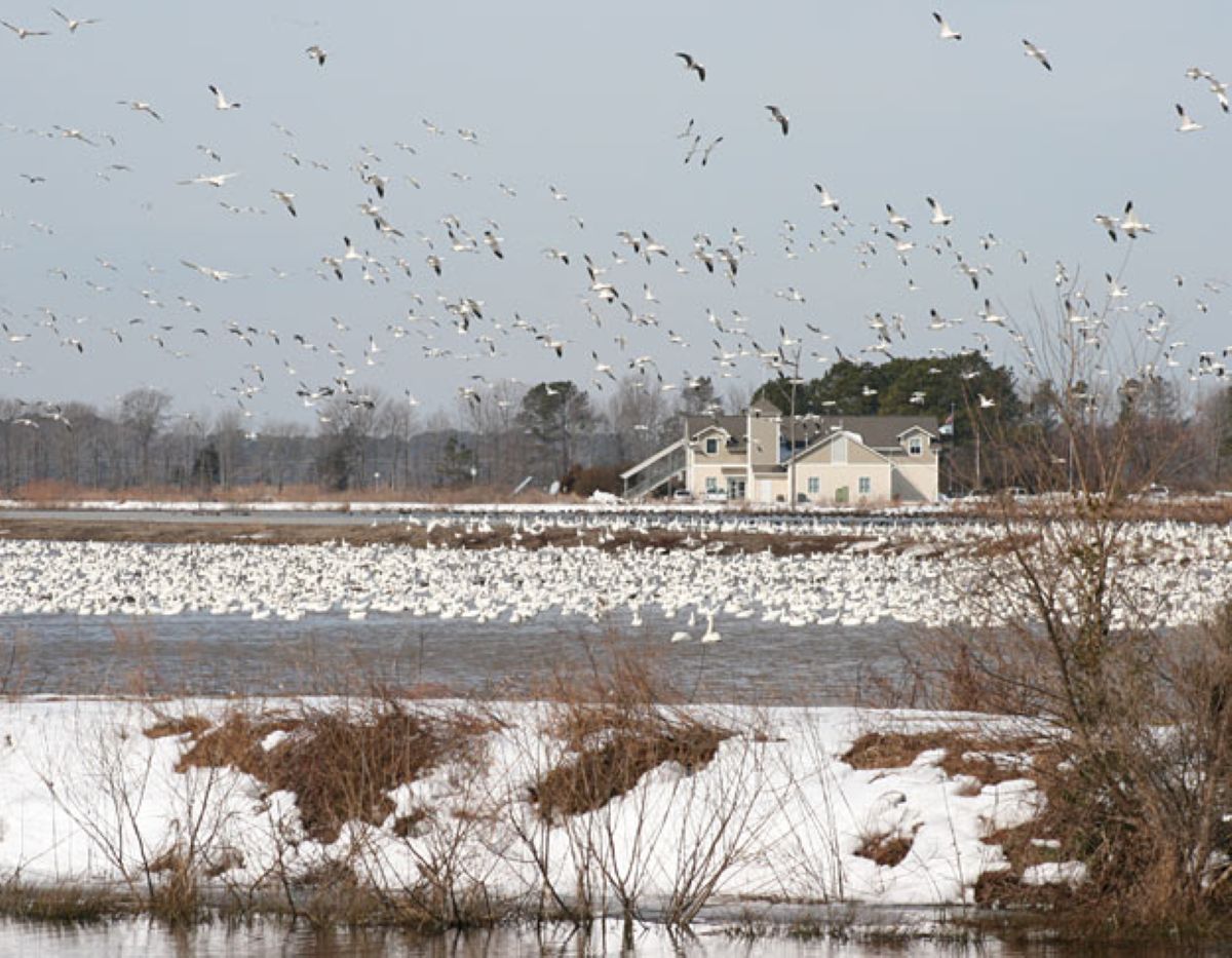 Blackwater refuge
