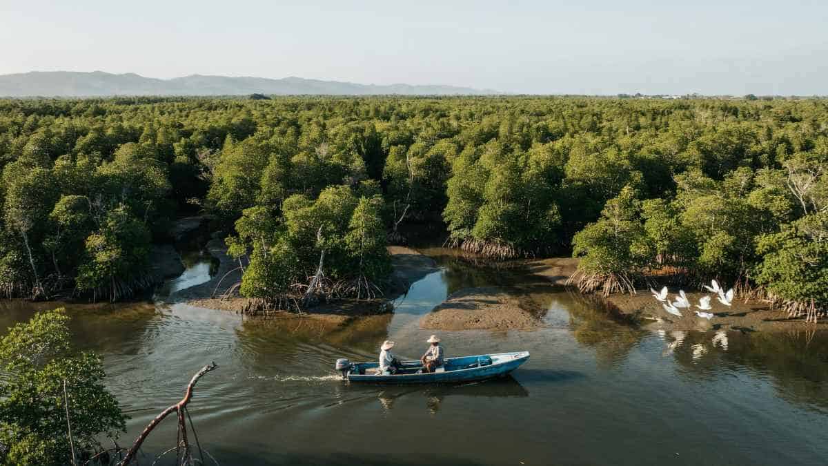Mangrove channels open a quieter side of el salvador
