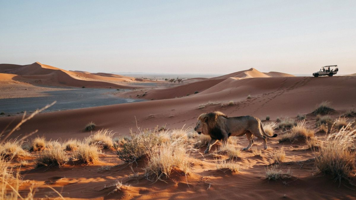 Kgalagadi transfrontier park tourism