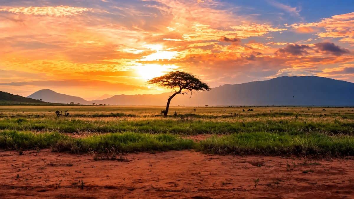 A breathtaking african savanna landscape at sunset, featuring a lone acacia tree, golden grasslands, reddish earth, distant mountains, and a vibrant orange and pink sky. - travel and tour world A breathtaking african savanna landscape at sunset, featuring a lone acacia tree, golden grasslands, reddish earth, distant mountains, and a vibrant orange and pink sky.