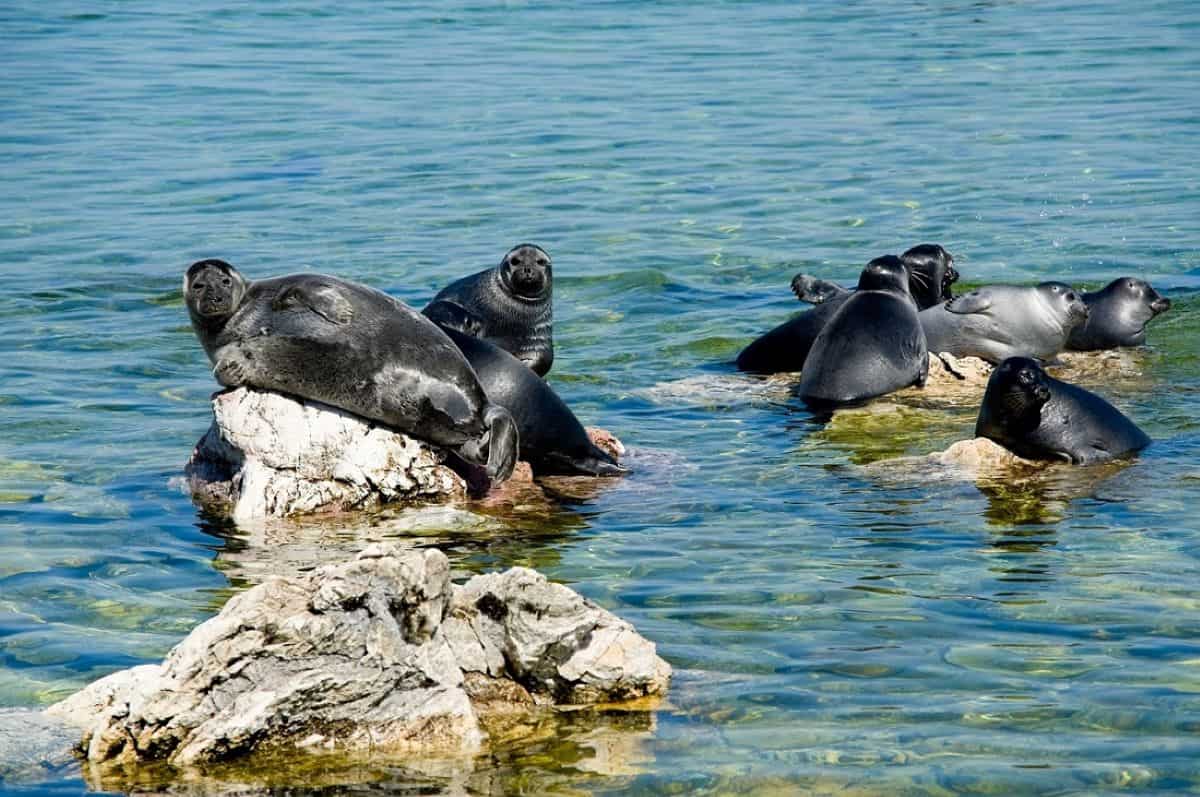A group of nerpa seals (baikal seals) basking on sunlit rocks in the crystal-clear, turquoise waters of lake baikal, russia.