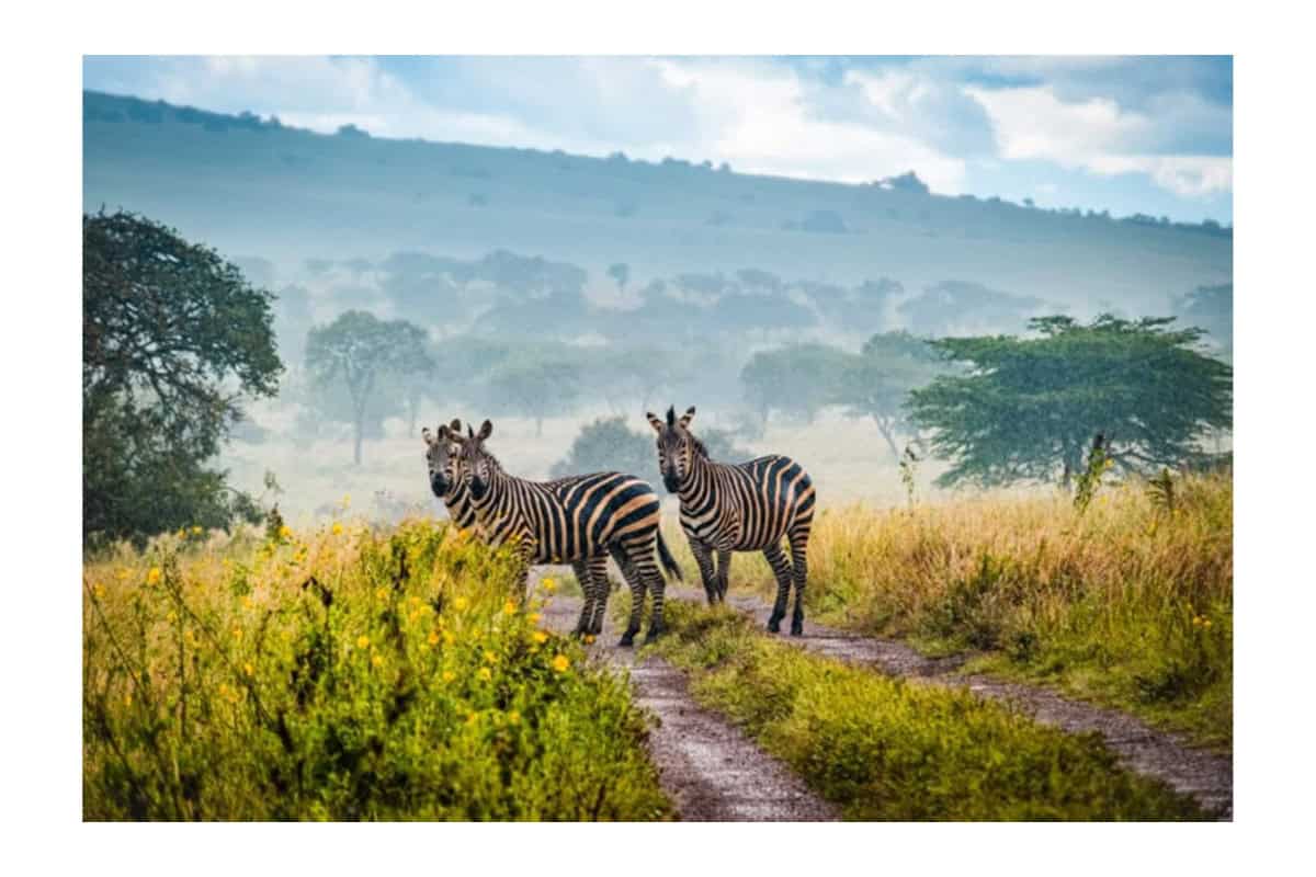 World gorilla day 2026 puts rwanda, uganda and the democratic republic of congo in focus as travellers look beyond bucket-list wildlife encounters and towards responsible gorilla tourism, habitat protection and community-led conservation.