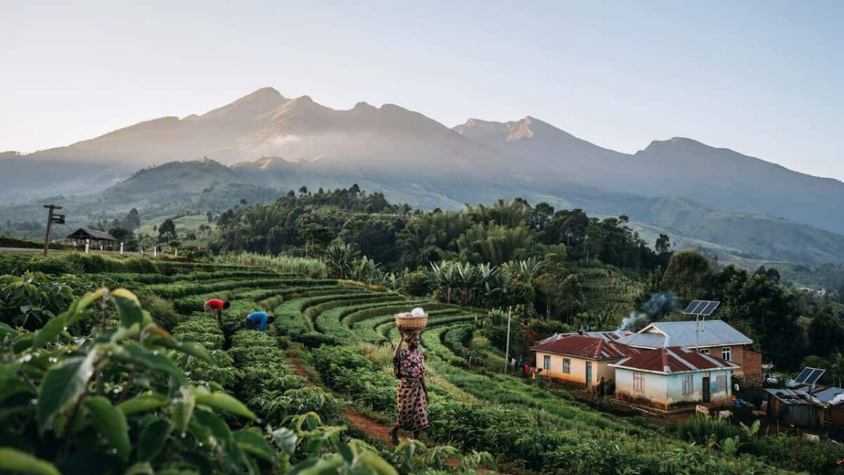 Rwanda creates a powerful sustainable tourism model where gorilla conservation supports local communities