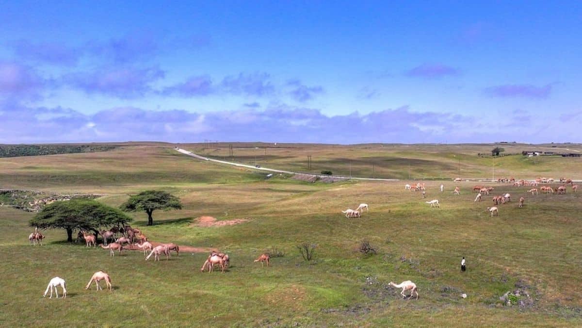 A wide-angle aerial view of a lush, green plateau during the sarb season in oman's dhofar governorate, featuring numerous camels grazing across the rolling fields and resting under the shade of scattered trees beneath a bright blue sky with scattered clouds.