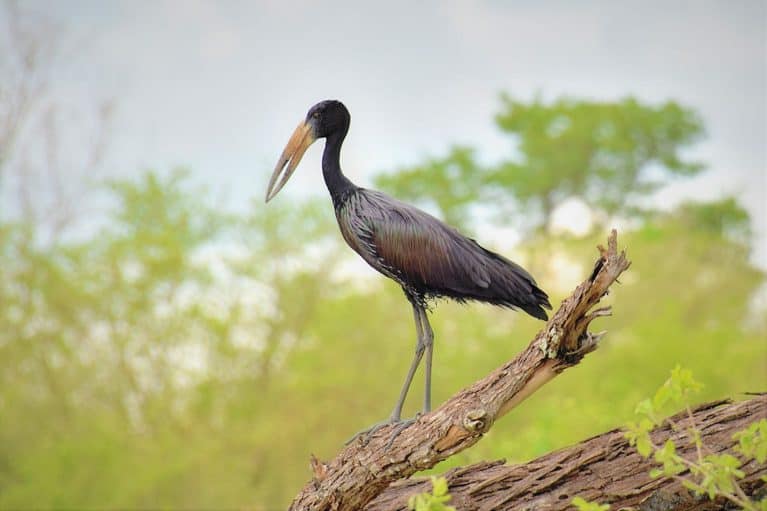 Zambia