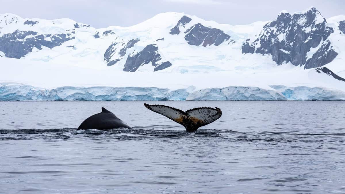 Antarctic whale