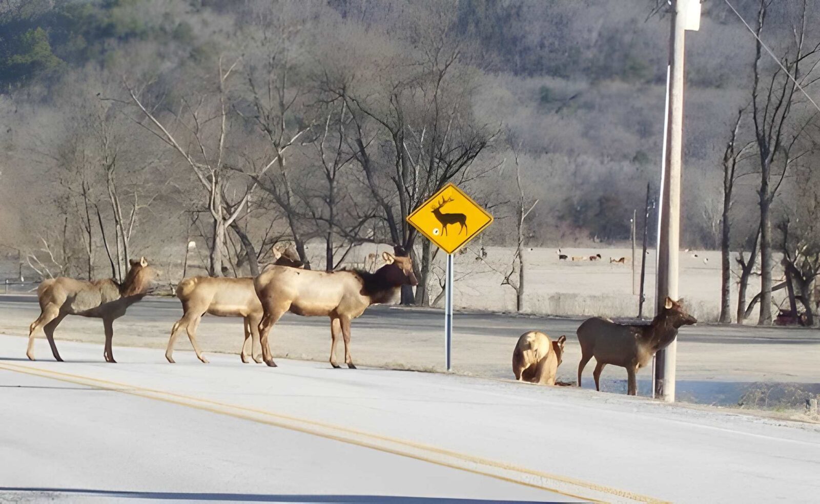 Elk crossing highway 43 beside a wildlife warning sign in boxley valley, arkansas.