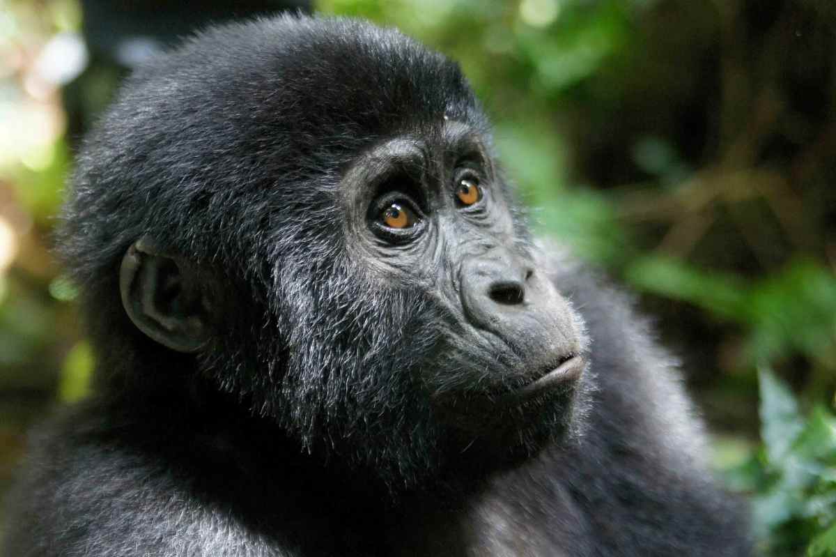 Rwanda and Uganda keep gorilla tourism closely tied to conservation