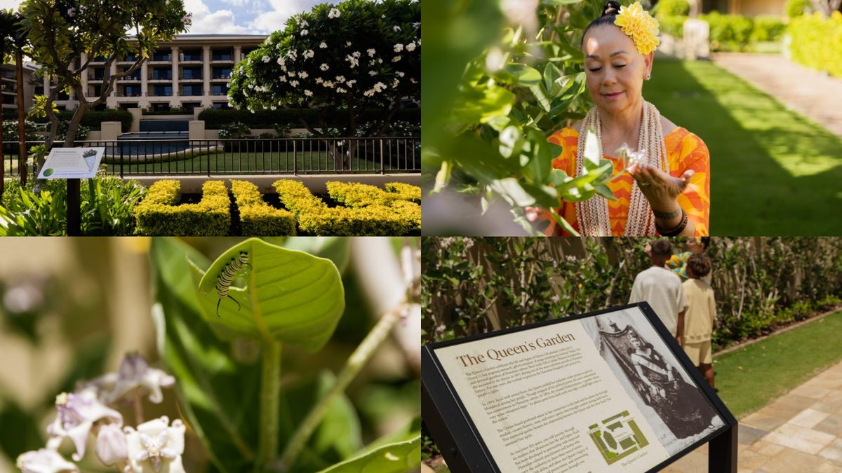 A collage of the queen's garden at four seasons maui at wailea, featuring the resort courtyard, a hawaiian cultural practitioner, a caterpillar on a native plant, and a historical plaque honouring queen liliʻuokalani.