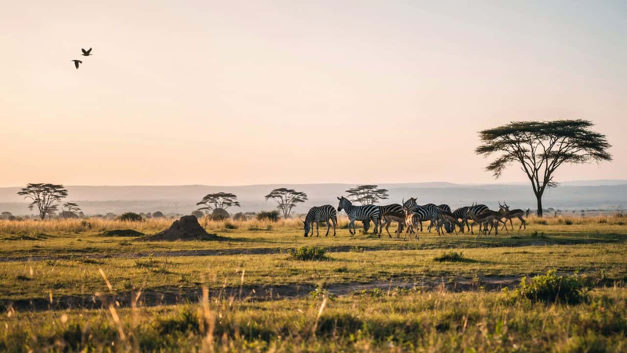 Uganda opens five wildlife areas for free entry from 25 to 27 september as park days offer more to see