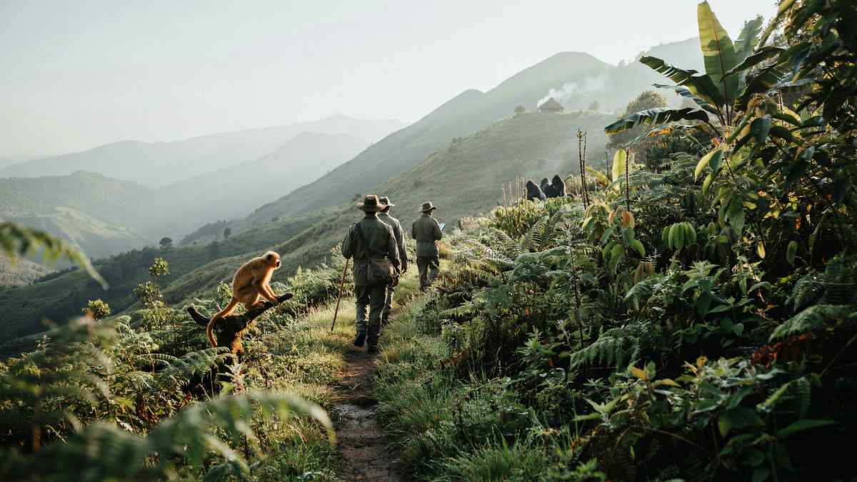 Rwanda tourism, volcanoes national park, gorilla tourism, rwanda revenue sharing, community conservation, musanze, kinigi, mountain gorillas, agroforestry, sustainable tourism, eco-tourism