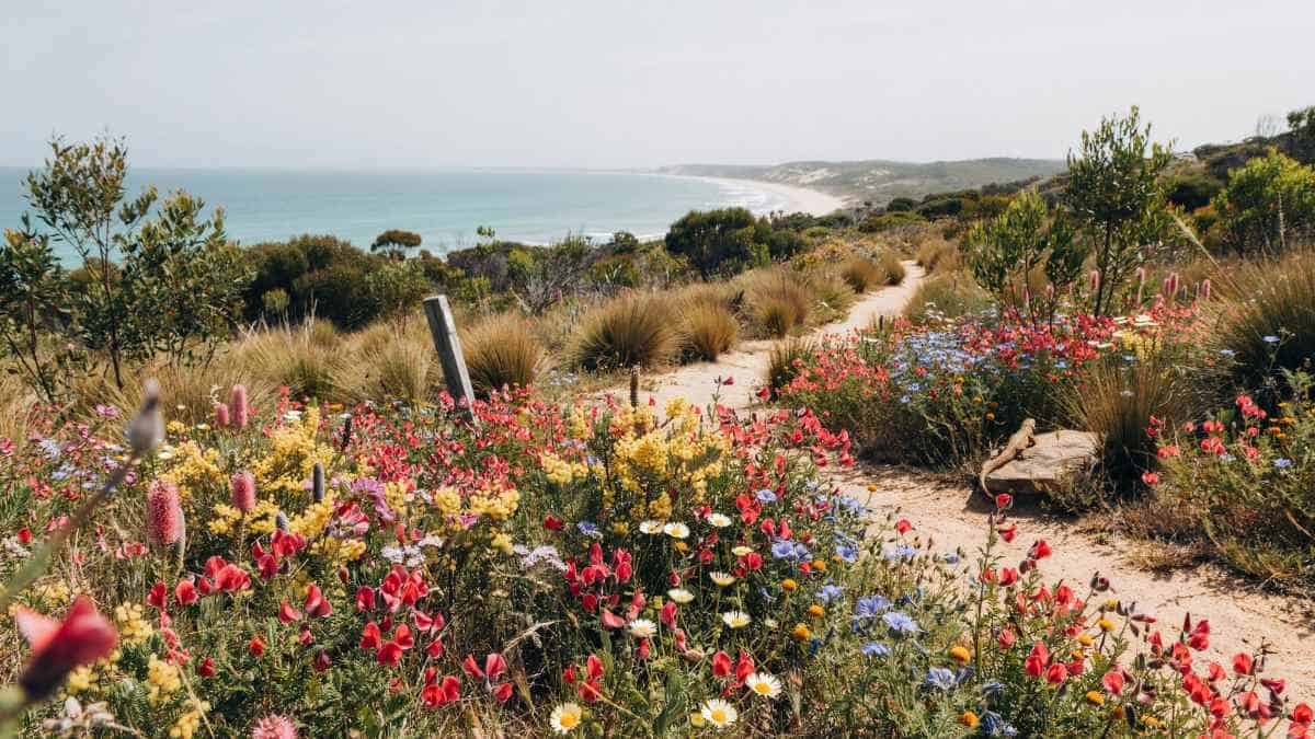 Ningaloo - travel and tour world Western australia’s wildflower season brings colourful trails, indigenous experiences and ningaloo marine encounters across the coral coast.