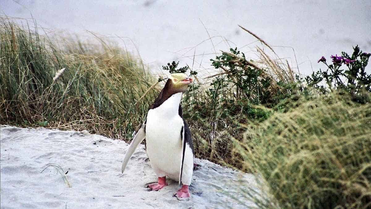 Te au roa o te rakihouia protects otago’s marine habitats