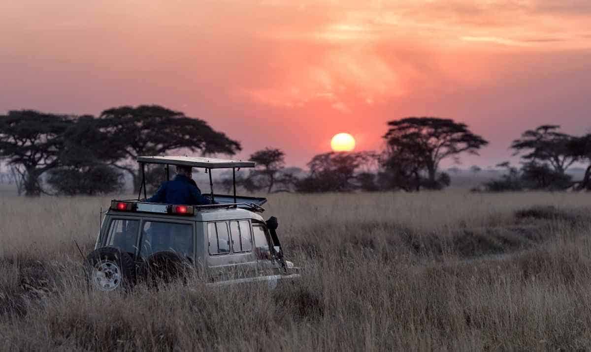 Safari vehicles across the maasai mara during the migration season.
