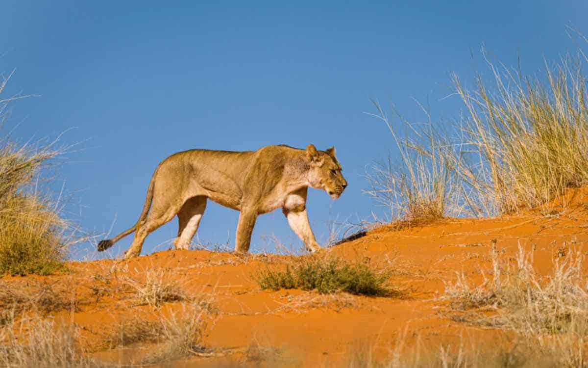 Namibia Introduces New Tough Conservation Mandates for Skeleton Coast and Kunene Safari Operators