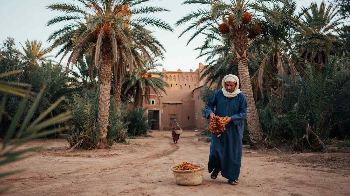 Date palms surround traditional kasbahs in skoura.