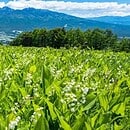 Asia