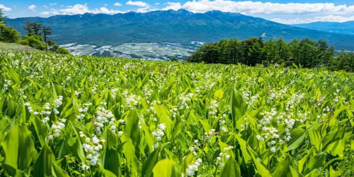 Japan green meadow mountain landscape - travel and tour world Japan mountain meadow landscape with green fields and scenic countryside views