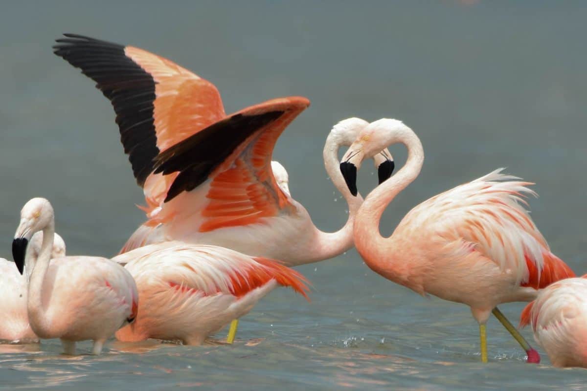 Ansenuza national park - travel and tour world Pink flamingos interacting in shallow water at ansenuza national park.