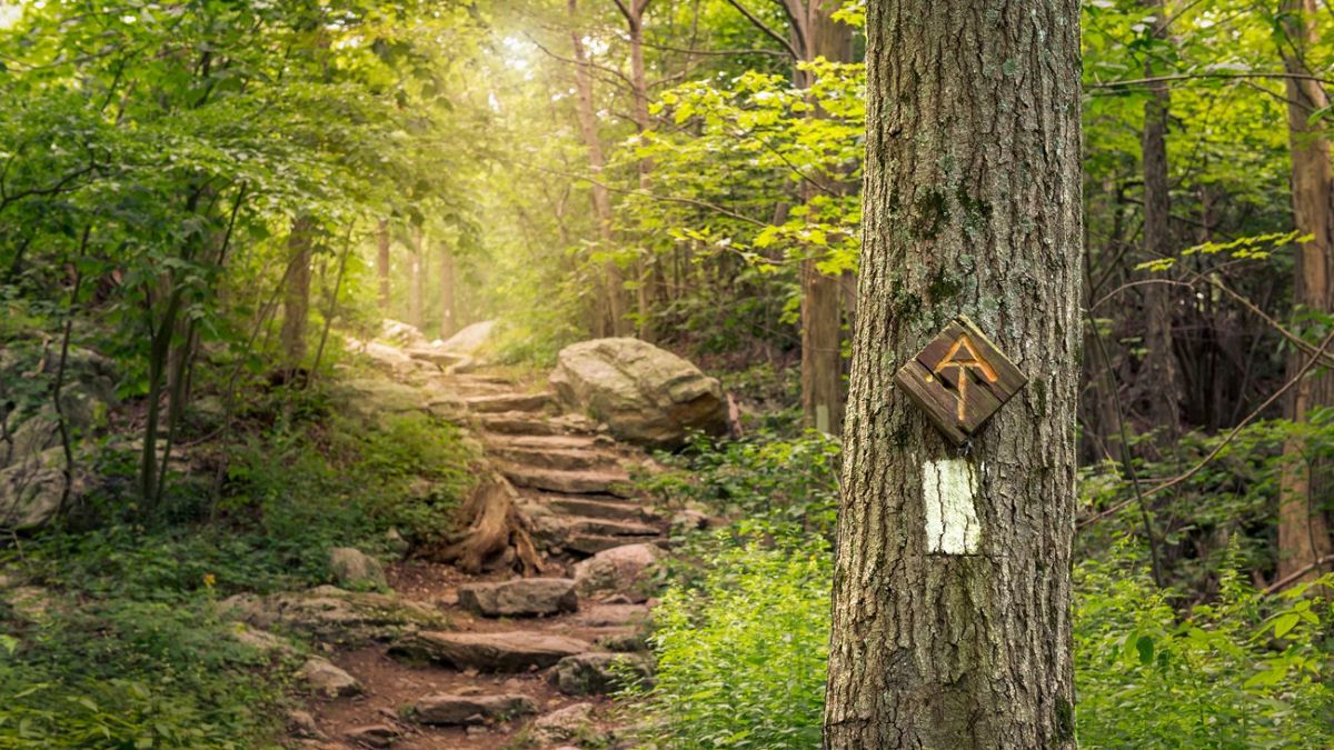 A vertical tree trunk in the foreground features a white blaze and a wooden trail marker with a carved arrow. In the background, a stone staircase winds upward through a sunlit, green forest.