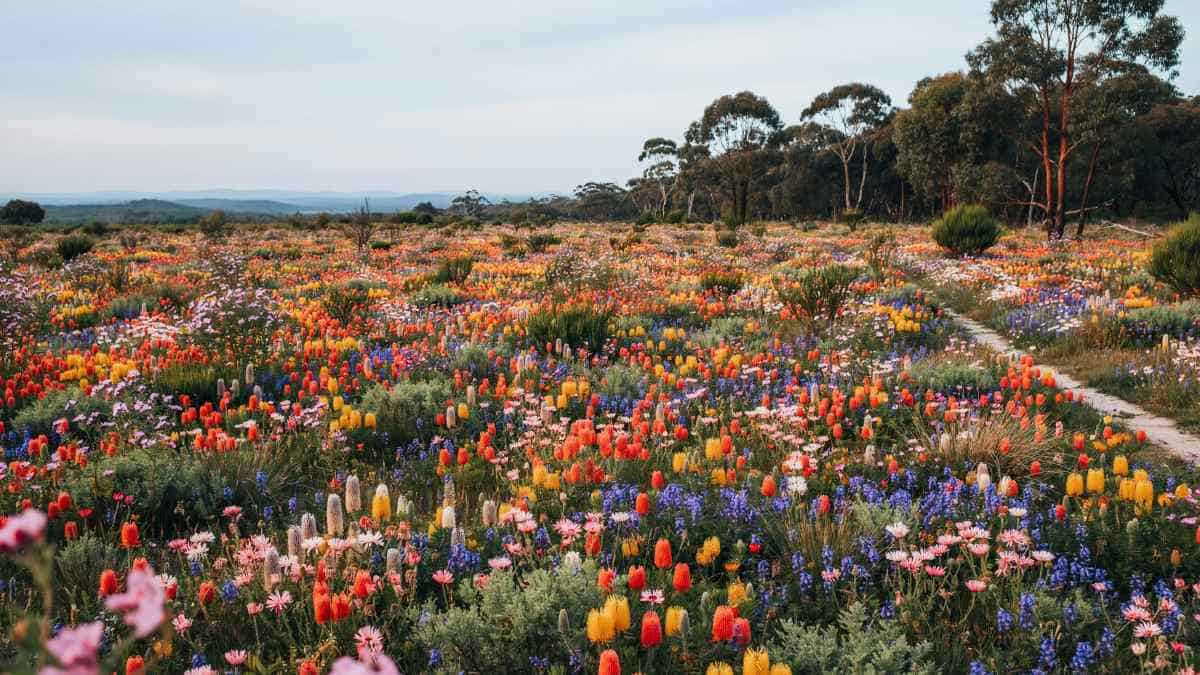 Spring wildflowers meet margaret river&rsquo;s wine country