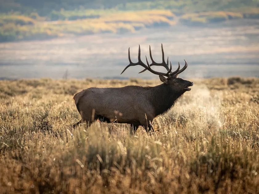 Grand teton national park