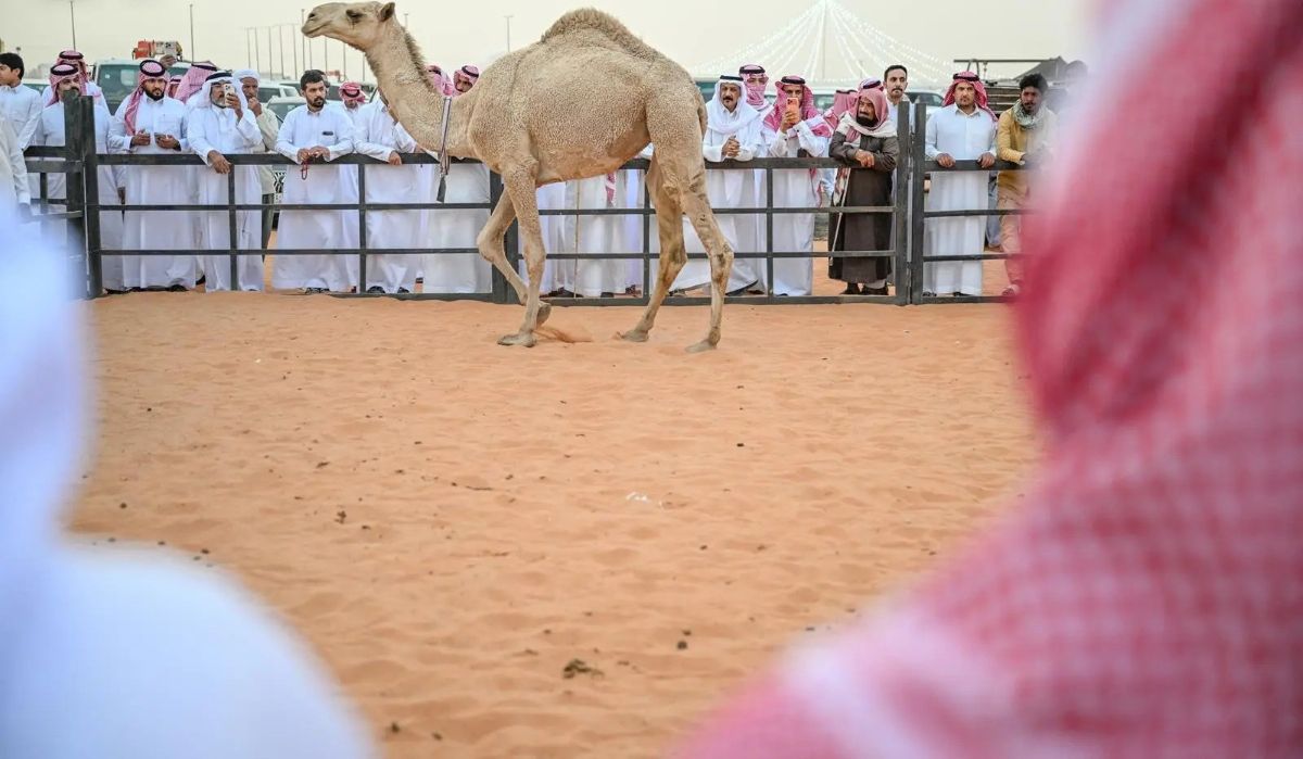 Hail camel auction - travel and tour world A single light-brown camel is walking across reddish sand in a fenced outdoor pen during the hail camel auction in saudi arabia, as a crowd of men in traditional saudi attire watch from behind the metal railing.