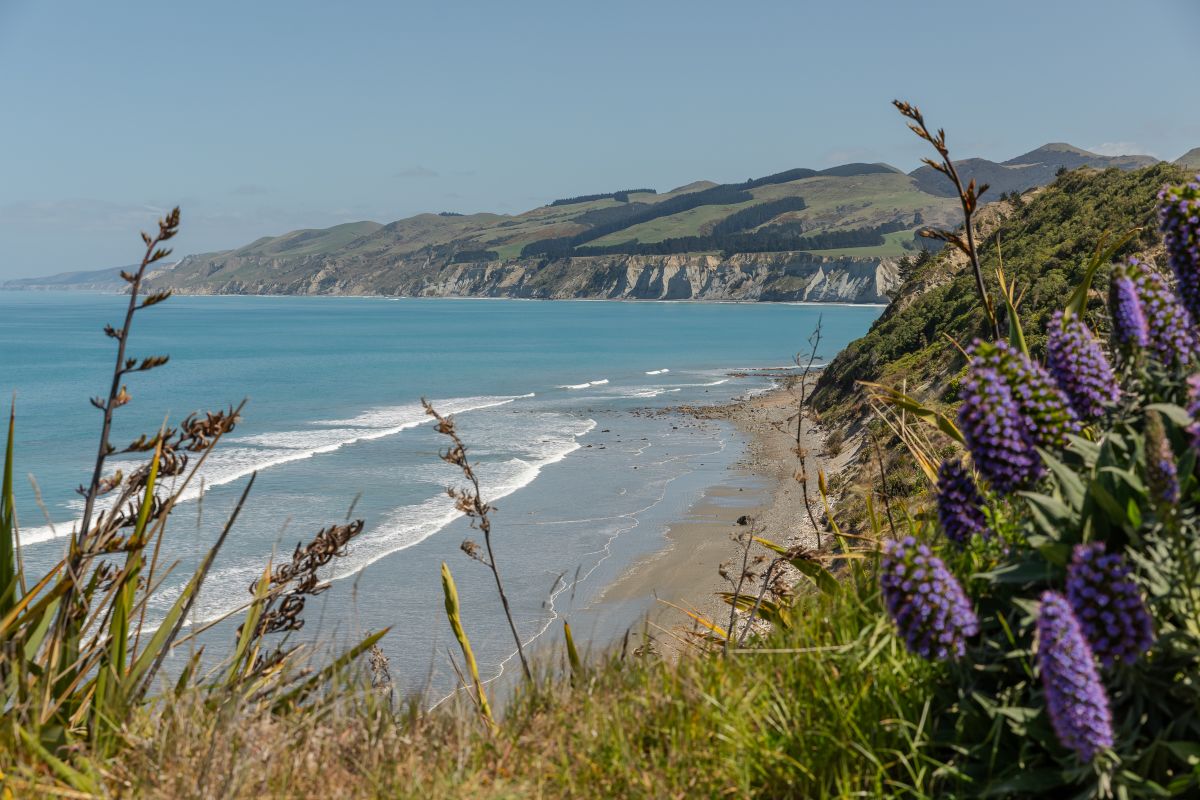 Scenic view of the hurunui coastline in new zealand's south island, showing a pristine beach, blue ocean waves crashing against the shore, rugged green hills, and vibrant purple viper's bugloss flowers in the foreground.