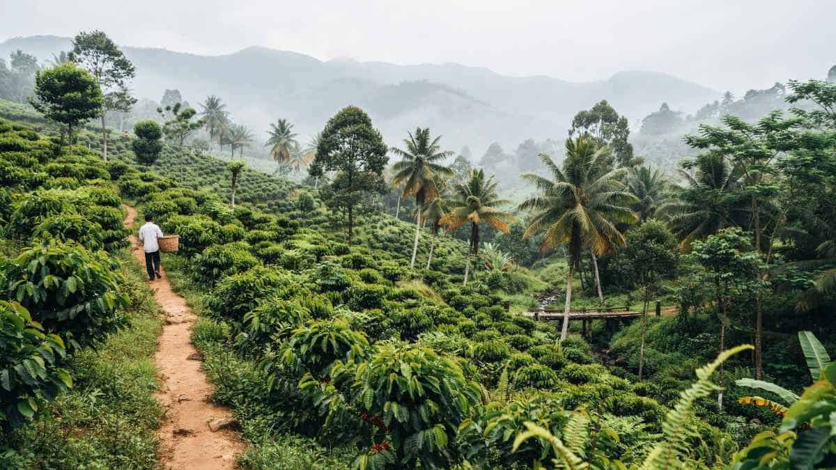 Coorg&rsquo;s coffee forests set a new luxury mood