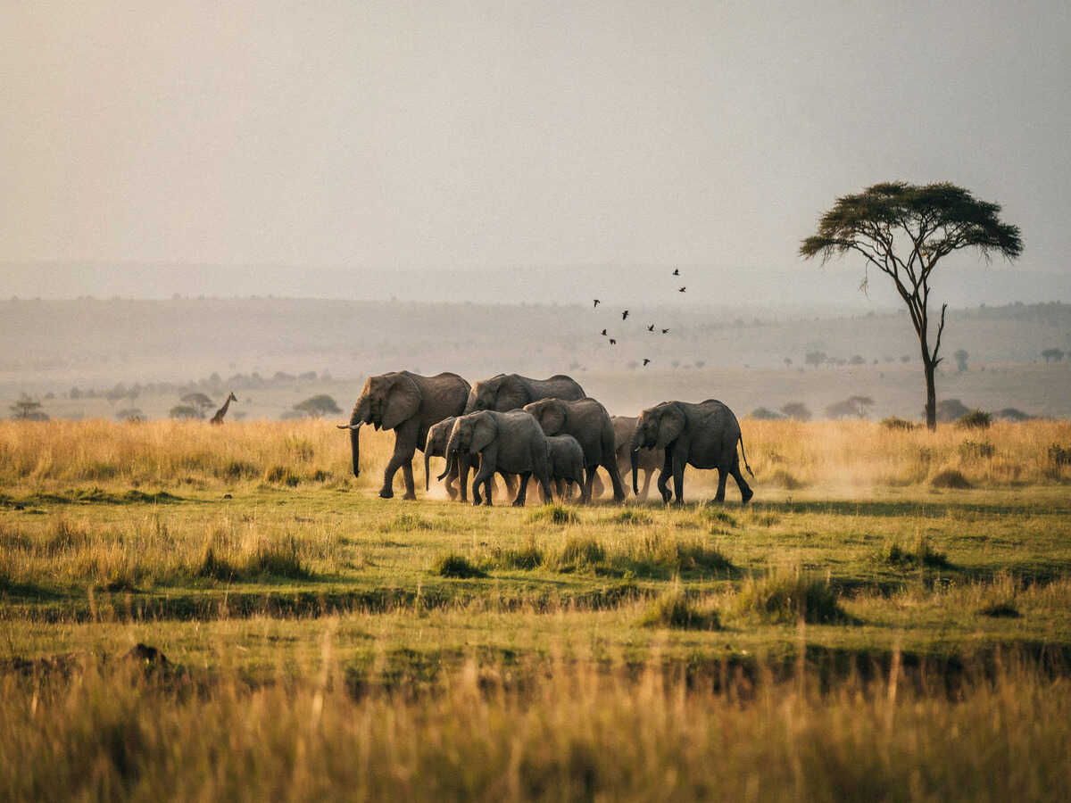 Kenya tourism 2 3 - travel and tour world Kenya