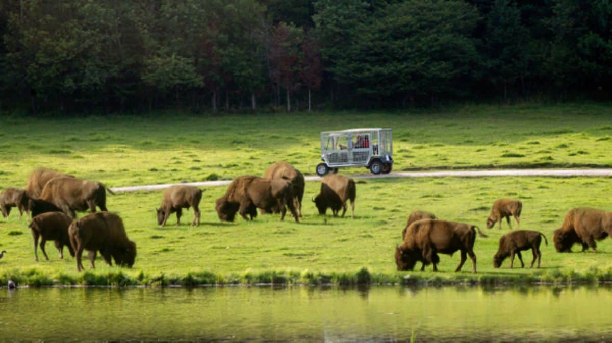 Parc omega in canada brings visitors face to face with deer, wolves and bears