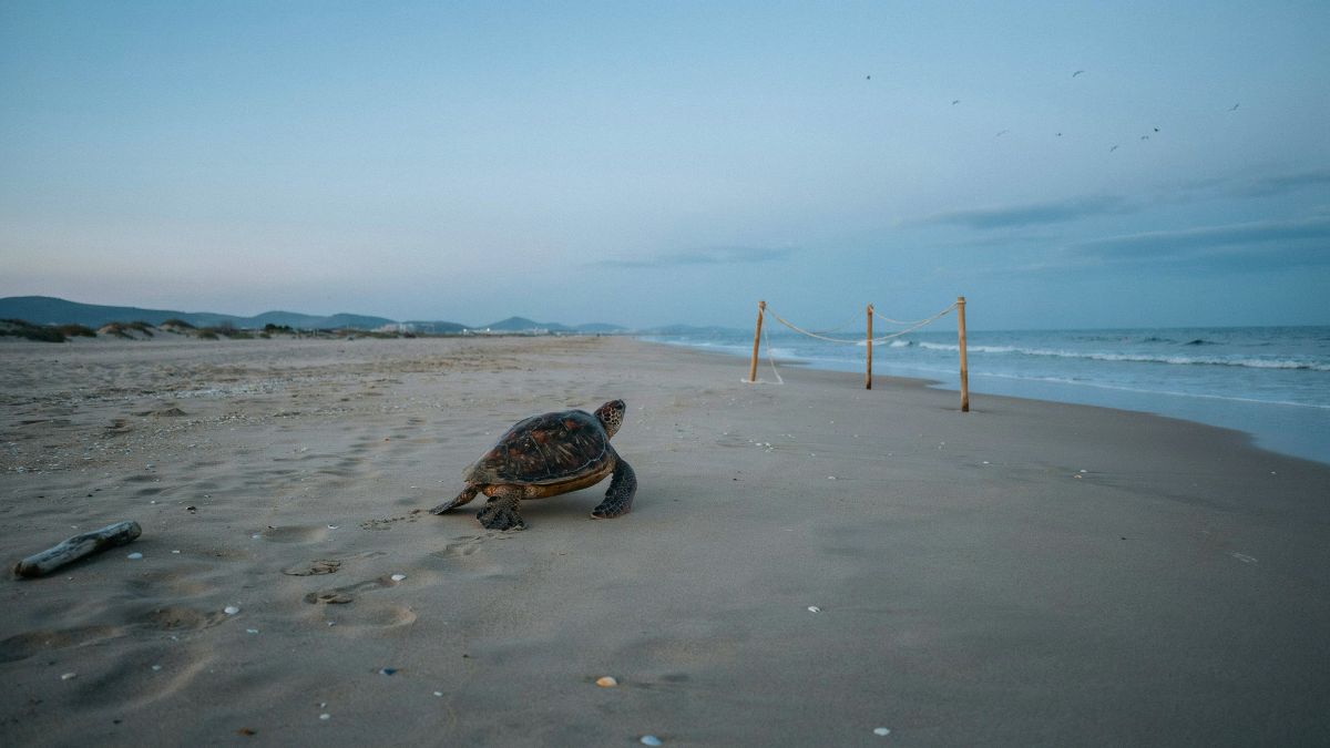 Sea turtle tourisma - travel and tour world A loggerhead turtle moves towards the sea across a quiet mediterranean beach at dusk, with a nesting area cordoned off in the distance.