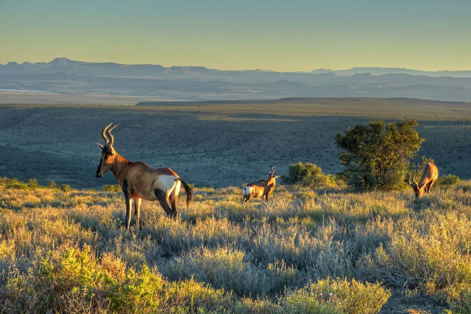 South africa
