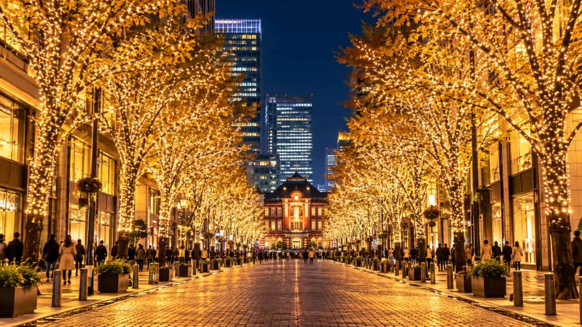 Trees illuminated with christmas lights
