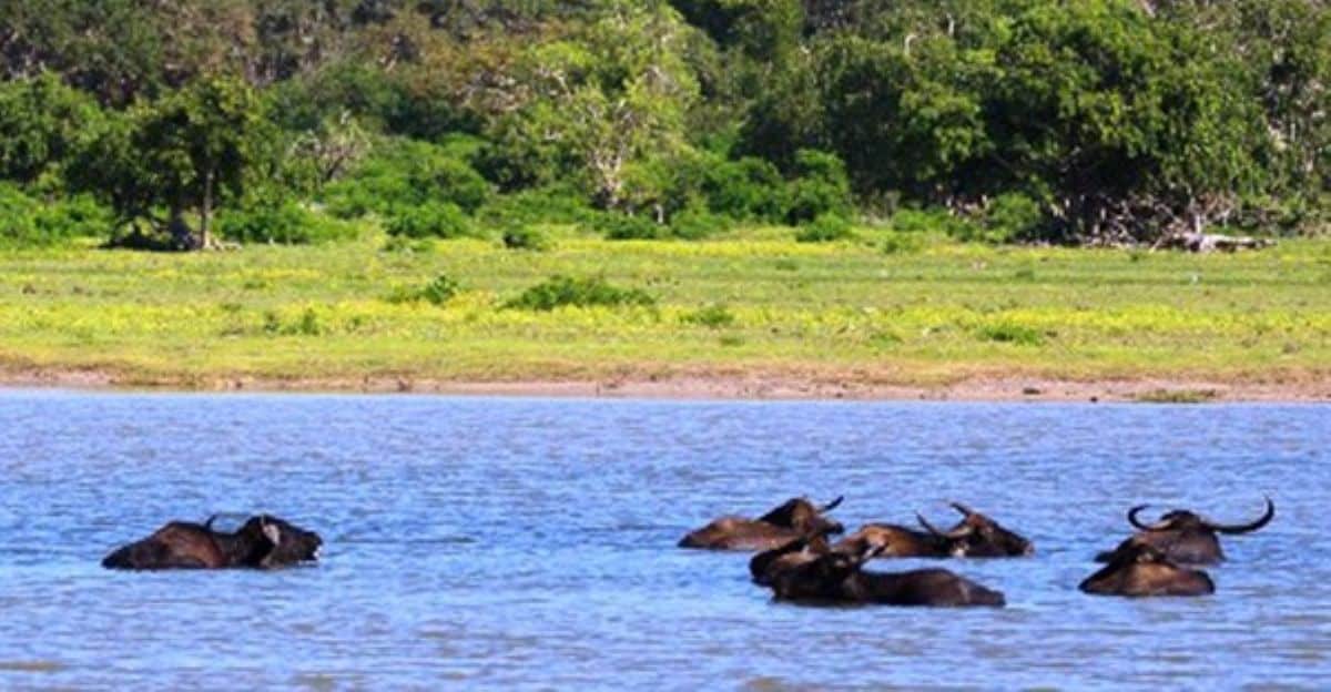 Yala national park - travel and tour world Yala national park safari guide: discover sri lanka’s famous leopards and hidden wildlife
