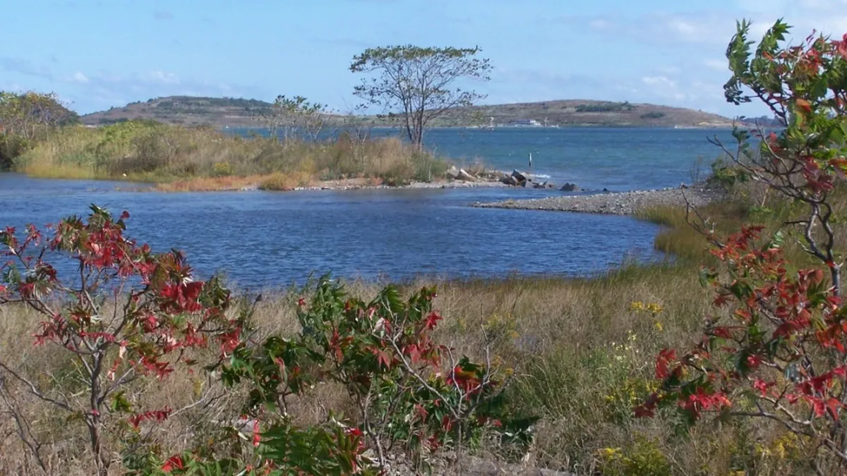Coastal wetlands