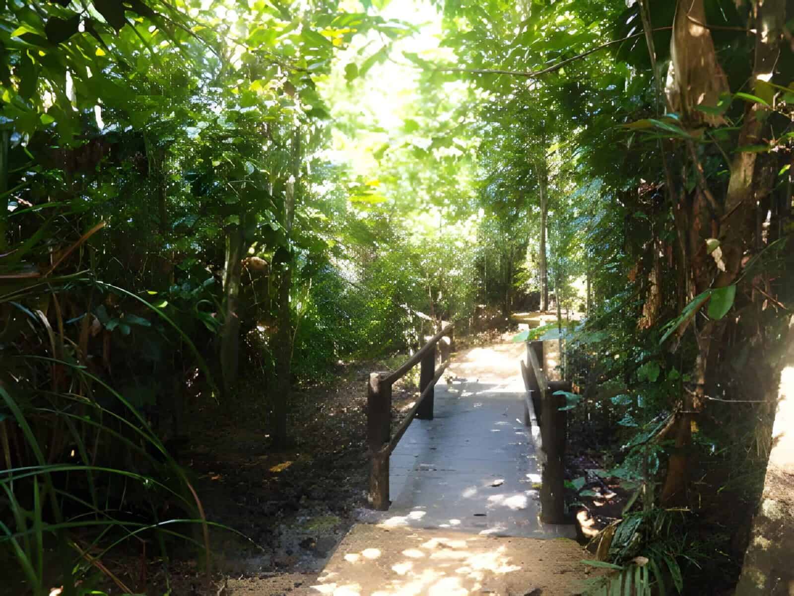 Shaded butterfly walk in tully gorge national park, pictured for coverage of the nearby mount tyson track closure.