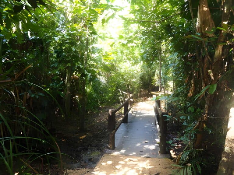 Shaded Butterfly walk in Tully Gorge National Park, pictured for coverage of the nearby Mount Tyson track closure.