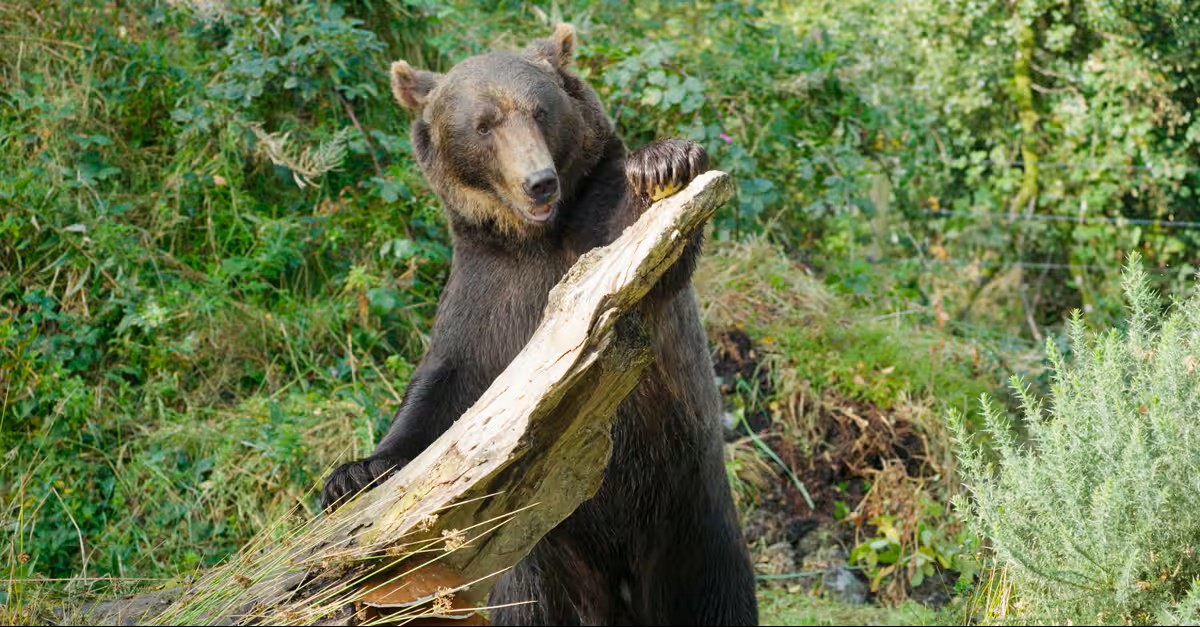 Rescued brown bear in a green woodland habitat, highlighting etihad airways wildlife conservation and the wild ireland bear rescue mission.